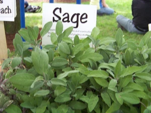 sage, PERENNIAL HERB Garden Salvia Officinalis 30 SEEDS GroCo BUY 10=SHIPS FREE - Picture 1 of 1