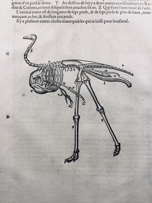 Toucan 1585 Ornithology Ostrich Moluccas Rare Woodcut Ambroise Paré - Image 1 of 4