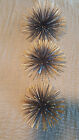 Curtis Jere Style Pom Pom Sea Urchin Set Art Deco Mid Century Wall Hanging