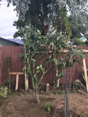 Opuntia Cochenillifera (cochineal cactus, Hummingbird Opuntia ) 5 pads 4.5-8” - Image 1 of 4