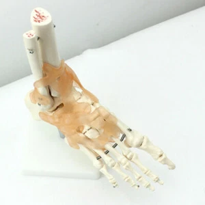 Human Foot Joint Ankle Joint Anatomical Anatomy Medical Model with Ligaments - Picture 1 of 12