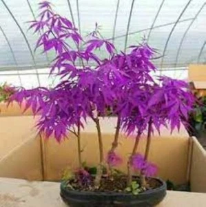 Purple Ghost Japanese Maple Bonsai Tree Seeds - Acer Palmatum - 20 Seeds - Picture 1 of 5