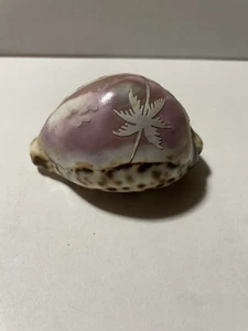 Beautiful Hawaiian Sea Shell - Picture 1 of 7