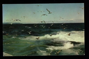 White Gulls and Blue Waters, Nova Scotia, Vintage Post Card - Picture 1 of 2