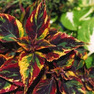 002612A Coleus Oktober wedding Buntnessel 10 Samen Koleus mehrfarbig - Bild 1 von 1