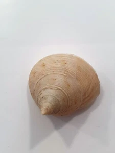 CALLIOSTOMA GRANULATM BARGAIN SHELL !! - Imagen 1 de 2