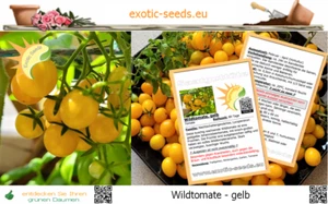 🍅 Tomate - Wildtomate gelb - krankheitsresistent - Kübelpflanzung - 1.000 Samen - Bild 1 von 5