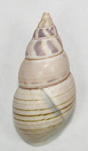 LIGUUS FASCIATUS FASCIATUS 48.93mm SUPER CHOICE RARE SPECIMEN Habana, Cuba - Picture 1 of 3