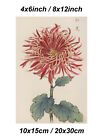 Japanese Floral Art, Chrysanthemum, Poster, Wall Art, Poster, Home decoration