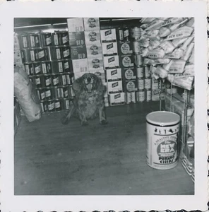 Schnappschuss Vintage Foto Hund Cocker Spaniel Tier Haustier Lebensmittelgeschäft Bodega Bier - Bild 1 von 6