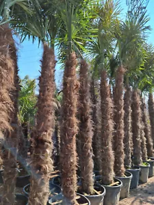PALME TRACHYCARPUS FORTUNEI HÖHE 450CM WINTERHART -19 Stamm 250cm Sonderpreis - Bild 1 von 9