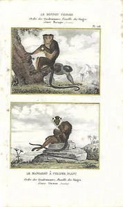 Stampa antica SCIMMIE MACACO e CERCOCEBO Buffon 1835 Antique print monkeys - Picture 1 of 1