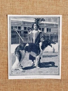 Hundeexemplar Barzoi Hunde und Hunde Druck von 1929 - Bild 1 von 1