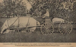 Sweepstakes - B M Boyer & Sons - Farmington, Iowa - unposted Litho - Picture 1 of 3