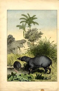 1869 WAGNER CHROMOLITHOGRAPH South Asia: babirusa, nutmeg, coconut palm - Picture 1 of 3