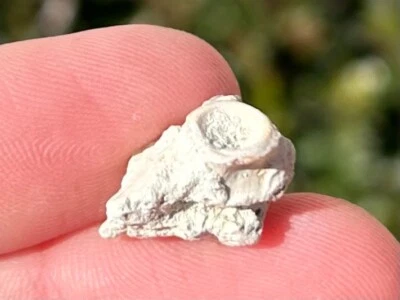 Fossil Permian Reptile or Amphibian Vertebrae in Matrix Dinosaur Oklahoma - Image 1 of 4