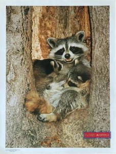 Racoon Family, Mother and Kits Vintage Animal Photography Poster 19 x 25 - Picture 1 of 1