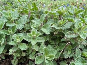 700 CATNIP SEEDS | 2026 SALE FREE SHIPPING NON GMO - Picture 1 of 3