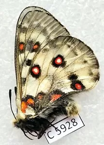 Parnassius honrathi kondarensis Tagikistan Ghissar mts 1M C5928--16$ - Foto 1 di 2