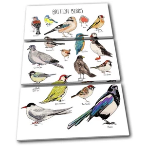 British Birds Watercolour Animals TREBLE LONA pared arte Foto impresion - Imagen 1 de 1