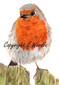 ACEO ' Robin' Bird CANVAS PRINT of Original Watercolour 2.5" X 3.5" By E.Wardle - Picture 1 of 2