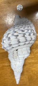 Giant Charonia Tritonis Triton Trumpet Sea Shell Conch - Picture 1 of 20