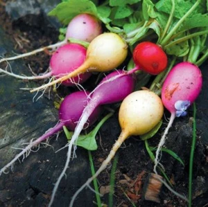 RADISH Easter Egg Mix 70 seeds HEIRLOOM vegetable garden SPRING AUTUMN WINTER - Picture 1 of 2