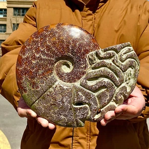 6,95 libbre raro esemplare fossile di conchiglia naturale lucida naturale del Madagascar - Foto 1 di 13
