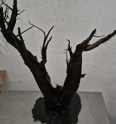 Garnelenbäumchen filigran auf Schieferplatte,vorgewässert Premium # 4723 - Bild 1 von 2