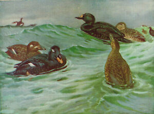 Common And Velvet Scoter Duck Vintage Bird Picture Old Print Seaby c1930 BB#165