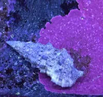 Detritivori 20 Lumache Cerythium Acquario Marino Pulitori Alghivori contro alghe - Immagine 1 di 2