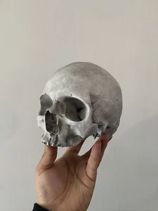 Oddities / Cabinet de curiosités / réplique crane humain réaliste taille réelle - Imagen 1 de 2