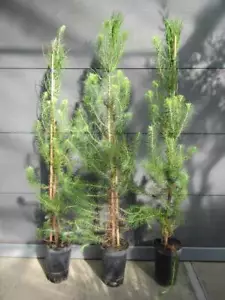 Pinus pinea - Schirm-Kiefer, Mittelmeer-Kiefer - Pflanze 100-120cm - Pinienkerne - Bild 1 von 3