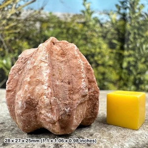 Rare deltablastoid fossil echinoid from permian period - genuine specimen from - Picture 1 of 1