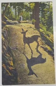 Postal COLORADO People Strolling & Wild Deer in the Rockies c1956 - Imagen 1 de 2