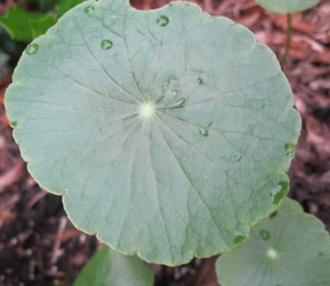 1 Pennywort Brasileño Cubierta de Tierra Planta Comestible Supervivencia Alimento Agua Hiedra EE. UU. :) - Imagen 1 de 11