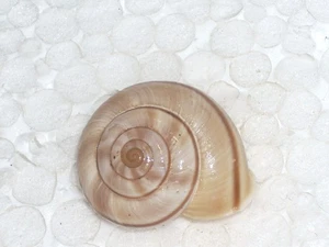 CHILOSTOMA CINGULATUM SENTINENSIS AWESOME, ENDEMIC - Picture 1 of 2