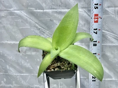 Agave infiernilloensis EXTREMELY RARE tropical GENTLE GIANT attenuata succulent - Image 1 of 3