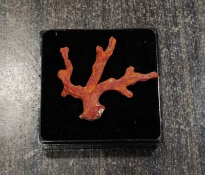 Mediterranean Red Coral Unpolished Loose Branch- Italian Red Coral Rough Tree - Image 1 of 4