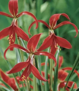 Jocobean Lily Bulb: $35 For 5 Bulbs Free Postage - Picture 1 of 5