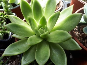 Echeveria agavoides fleshy clump forming succulent in 9cm pot. Half hardy - Picture 1 of 1