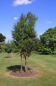 15+ RED CHINESE BIRCH TREE SEEDS / PERENNIAL / BETULA / FAST GROWING / HARDY - Picture 1 of 2