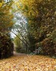 Photo 6x4 Carpet of leaves Rayleigh This is part of the Sweyne Park Bridl c2010
