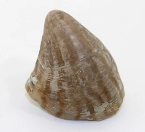 Muschel, Rhynchostreon suborbicula, Kreide, Turon, La Foux, Frankreich -eb8502 - Bild 1 von 9
