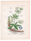 Antique Botanical Print Rubis Tinctorum Artus-Kirchner-1876