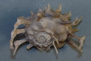 ANGARIA SPHAERULA 57,19 mm SUPER ELECCIÓN MUESTRA Punta Engano, Mactan Is., PI - Imagen 1 de 2