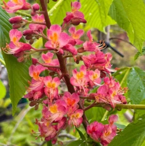 Aesculus wilsonii - - Ippocastano di Wilson | Ippocastano cinese - Imagen 1 de 3