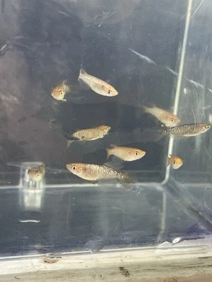 5 +1 Raiko Kagami Uroko Japanese rice Fish (Medaka)  Kagami Scale Juveniles - Image 1 of 4