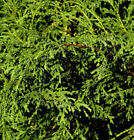 Fadenzypresse Minta 15-20cm - Chamaecyparis pisifera