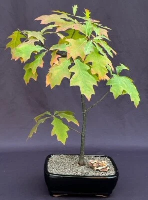 Pin Oak Bonsai Tree 15" Tall  Quercus Palustris Outdoor Deciduous Live Plant - Image 1 of 2